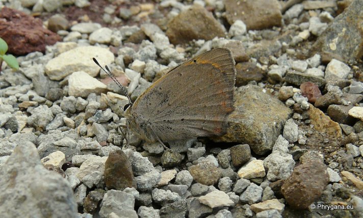 Lycaena phlaeas (Linnaeus 1761)