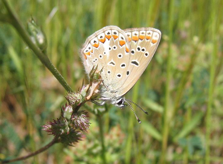 Polyommatus (Polyommatus) icarus (Rottemburg 1775)