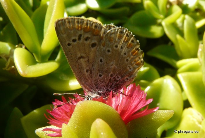 Polyommatus (Polyommatus) icarus (Rottemburg 1775)