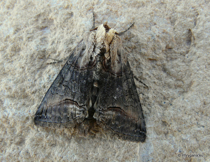 Abrostola triplasia (Linnaeus 1758)