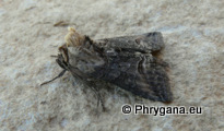 Abrostola triplasia (Linnaeus 1758)