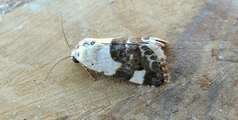 Acontia (Acontia) (Hufnagel 1766)