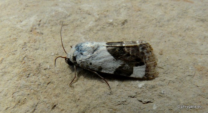 Acontia (Acontia) (Hufnagel 1766)