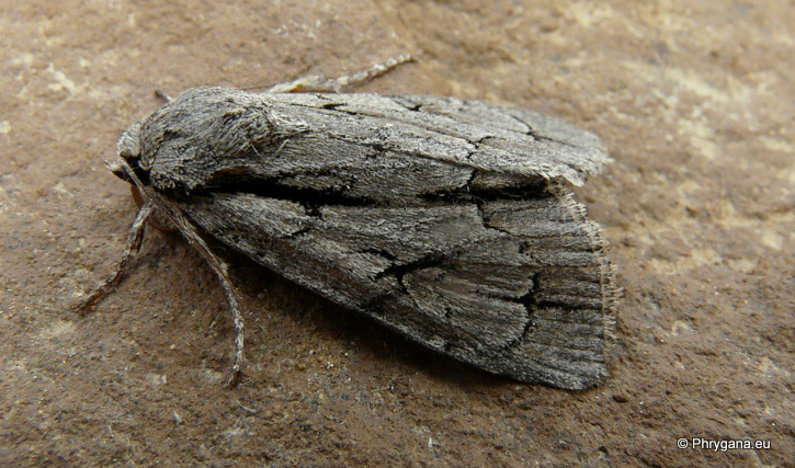 Acronicta psi (Linnaeus 1758)