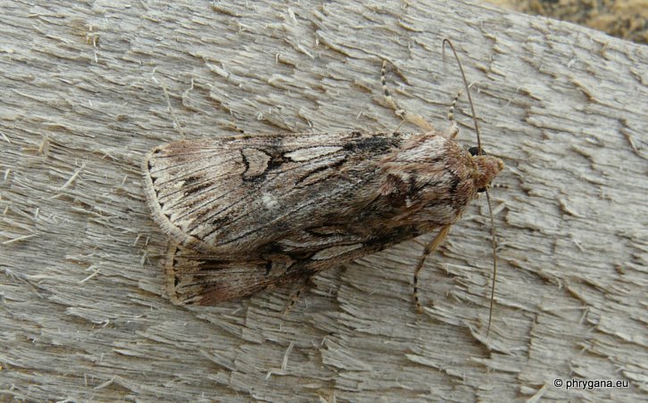 Agrotis herzogi Rebel 1911