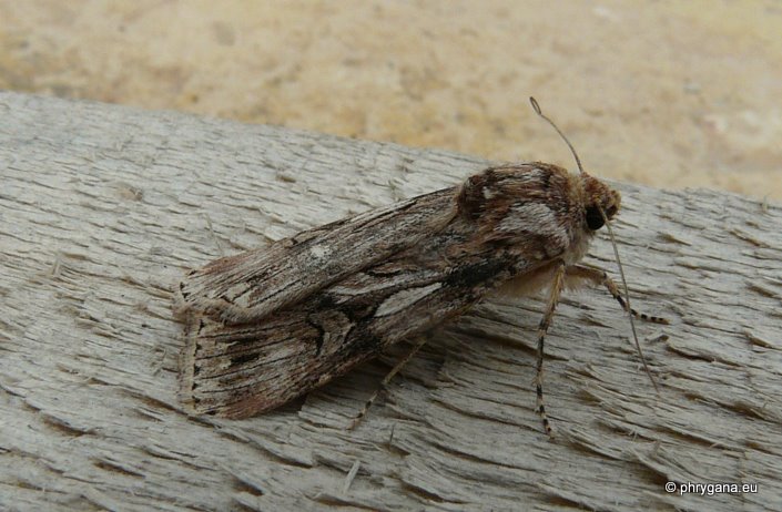 Agrotis herzogi Rebel 1911