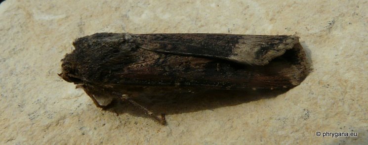 Agrotis ipsilon (Hufnagel 1766)