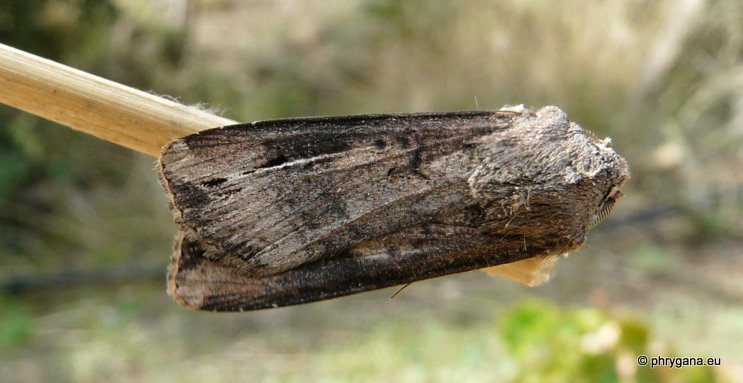 Agrotis ipsilon (Hufnagel 1766)