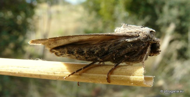 Agrotis ipsilon (Hufnagel 1766)