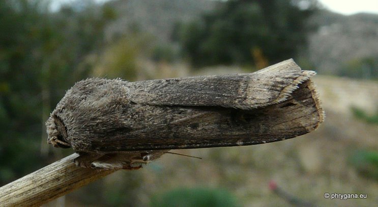 Agrotis ipsilon (Hufnagel 1766)