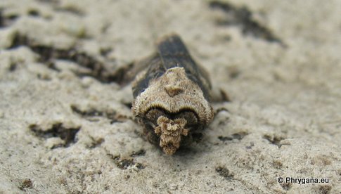 Agrotis puta (Hubner 1803)