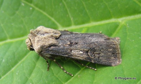 Agrotis puta (Hubner 1803)