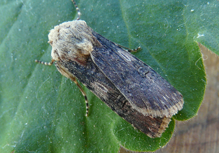 Agrotis puta (Hubner 1803)