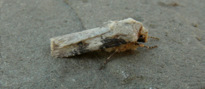 Agrotis puta (Hubner 1803)