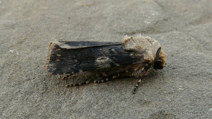 Agrotis puta (Hubner 1803)