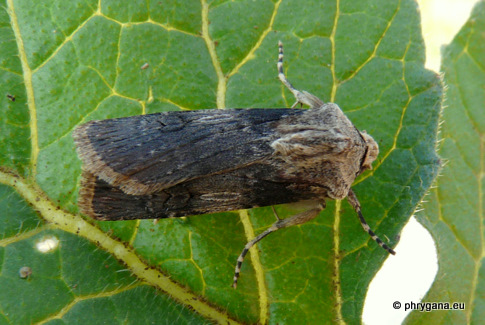 Agrotis puta (Hubner 1803)