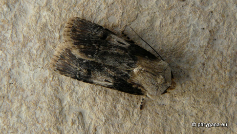 Agrotis puta (Hubner 1803)