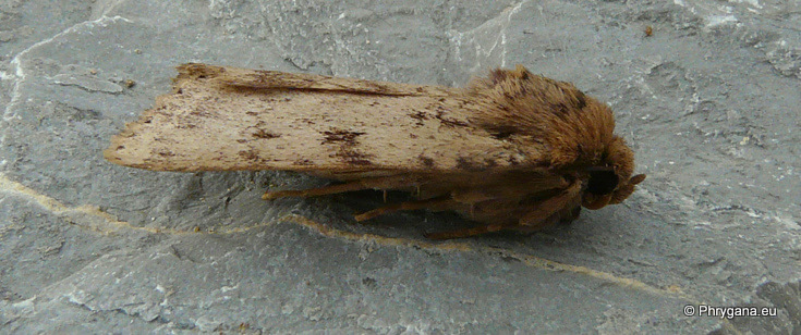 Amphipyra (Amphipyra) effusa Boisduval 1828