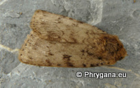 Amphipyra (Amphipyra) effusa Boisduval 1828