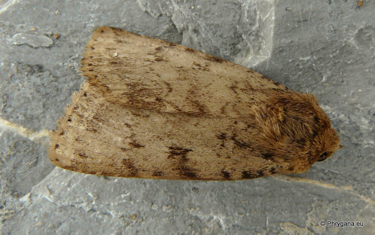 Amphipyra (Amphipyra) effusa Boisduval 1828