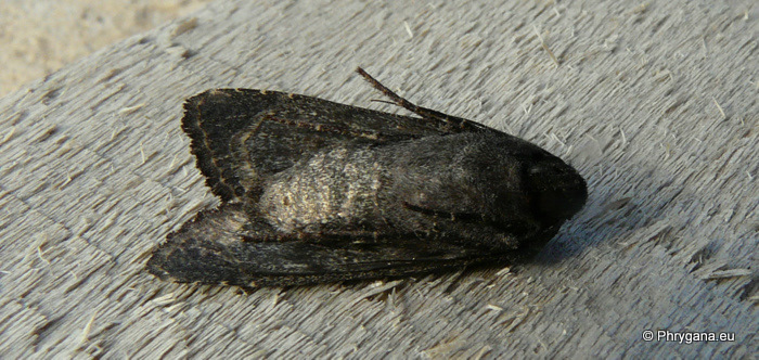 Aporophyla (Phylapora) nigra cinerea Staudinger 1901