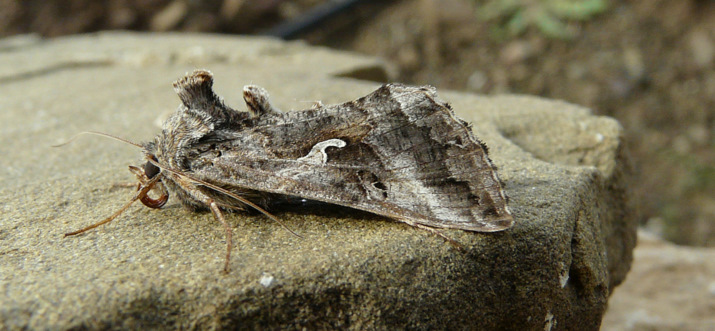 Autographa gamma (Linnaeus 1758) - Silver Y - le Gamma