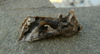 Autographa gamma (Linnaeus 1758)