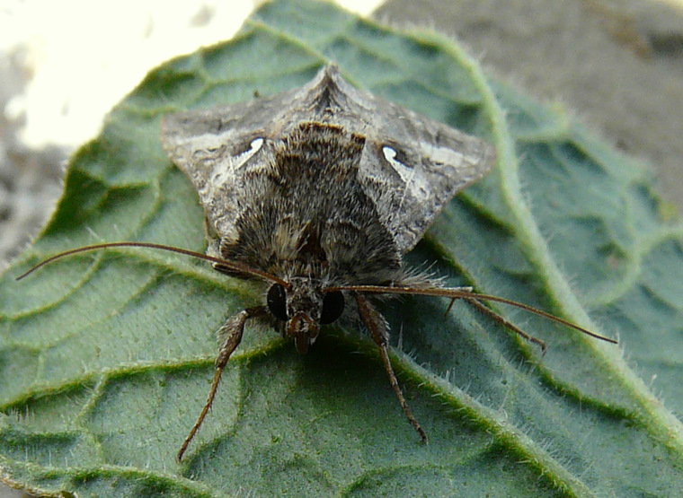 Autographa gamma (Linnaeus 1758) - Silver Y - le Gamma