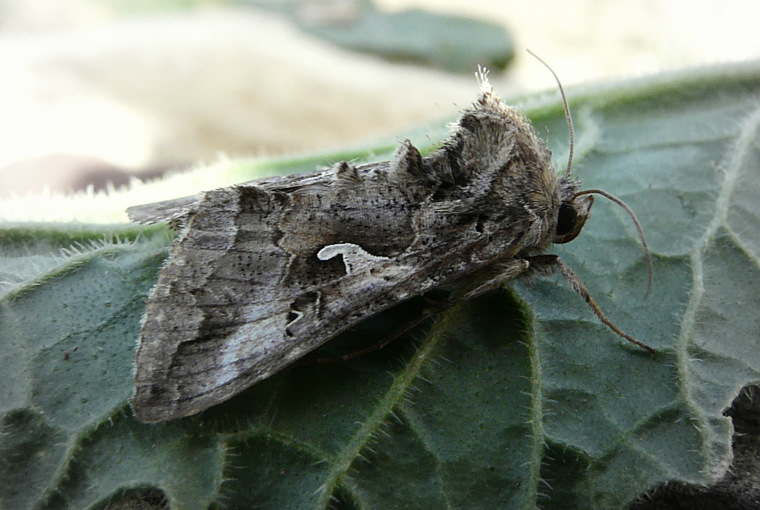 Autographa gamma (Linnaeus 1758) - Silver Y - le Gamma