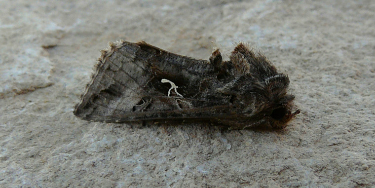 Autographa gamma (Linnaeus 1758) - Silver Y - le Gamma