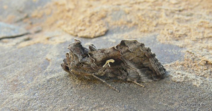 Autographa gamma (Linnaeus 1758) - Silver Y - le Gamma