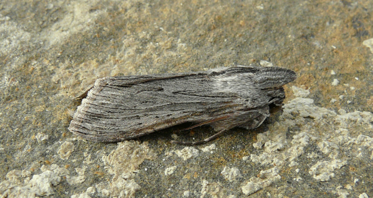 Cucullia calendulae Treitschke 1835