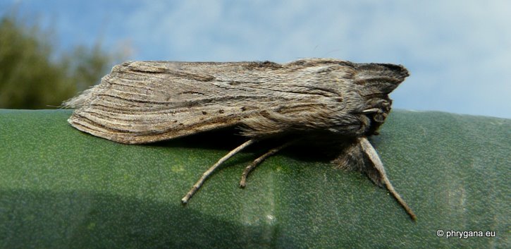 Cucullia (Cucullia) calendulae Treitschke 1835