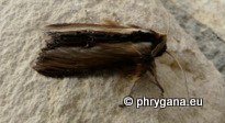 Cucullia (Shargacucullia) verbasci (Linnaeus 1758)