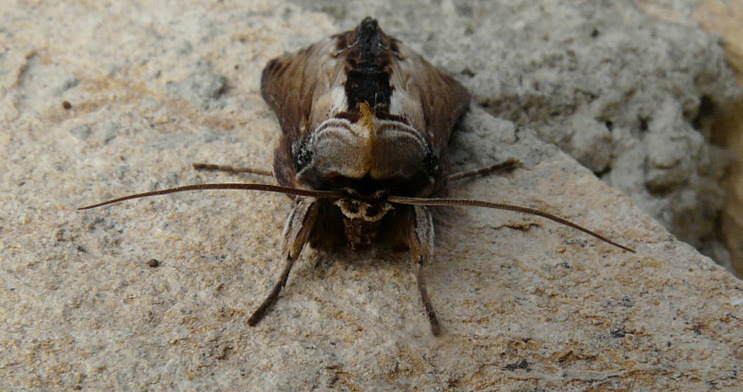 Cucullia (Shargacucullia) verbasci (Linnaeus 1758)