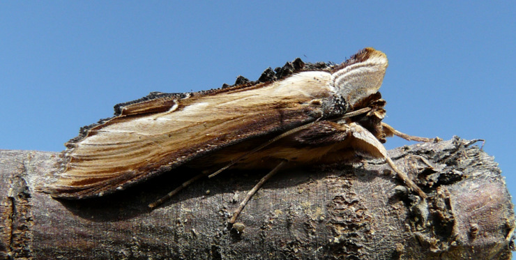 Cucullia (Shargacucullia) verbasci (Linnaeus 1758)