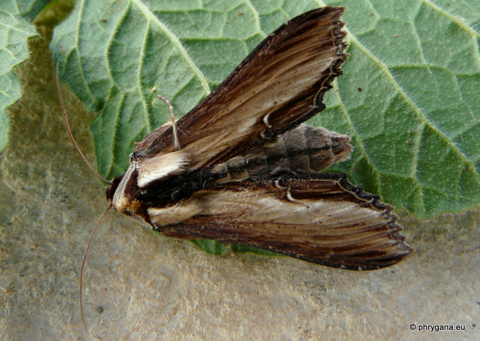 Cucullia (Shargacucullia) verbasci (Linnaeus 1758)