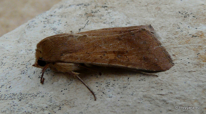 Helicoverpa armigera (Hubner 1808)