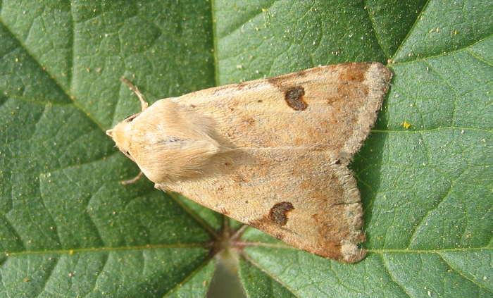 Heliothis peltigera (Denis & Schiffermuller 1775)