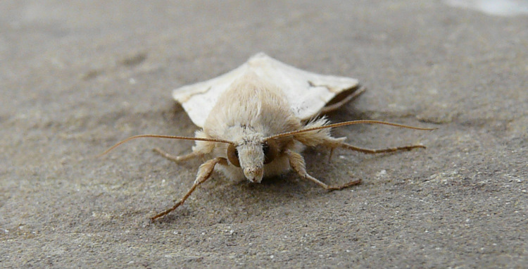 Heliothis peltigera (Denis & Schiffermuller 1775)