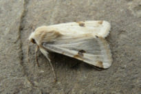 Heliothis peltigera (Denis & Schiffermuller 1775)