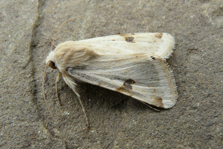 Heliothis peltigera (Denis & Schiffermuller 1775)