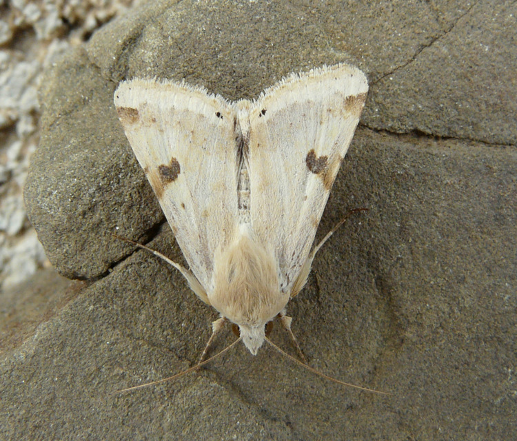 Heliothis peltigera (Denis & Schiffermuller 1775)