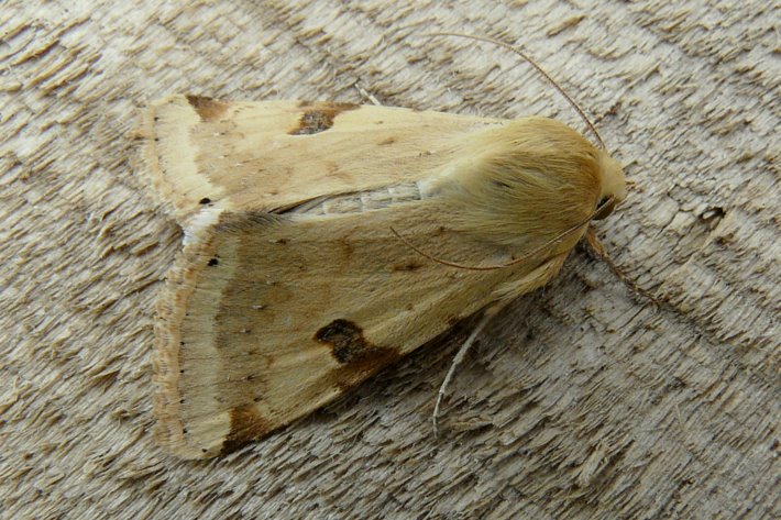 Heliothis peltigera (Denis & Schiffermuller 1775)