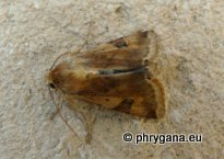 Heliothis peltigera (Denis & Schiffermuller 1775)