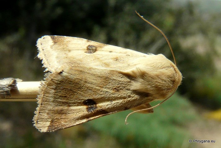 Heliothis peltigera (Denis & Schiffermuller 1775)