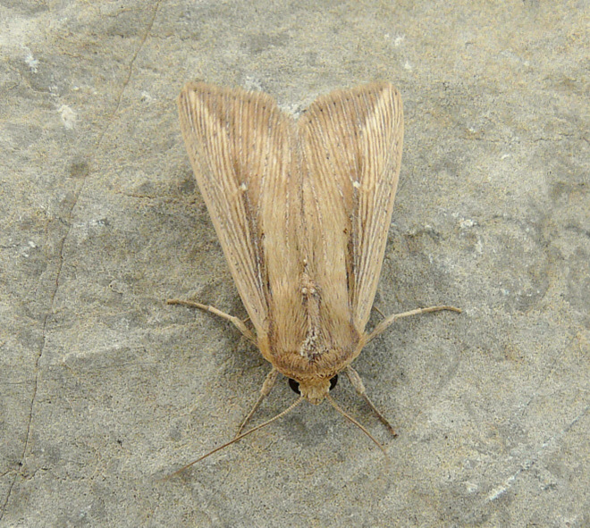 Leucania (Acantholeucania) loreyi (Duponchel 1827)