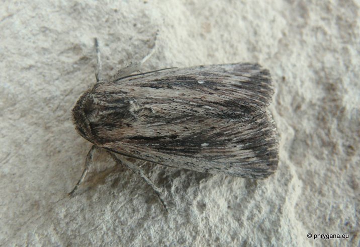 Leucania (Leucania) putrescens (Hubner 1824)