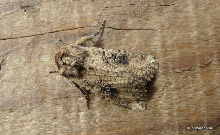 Mythimna (Morphopoliana) languida (Walker 1858)