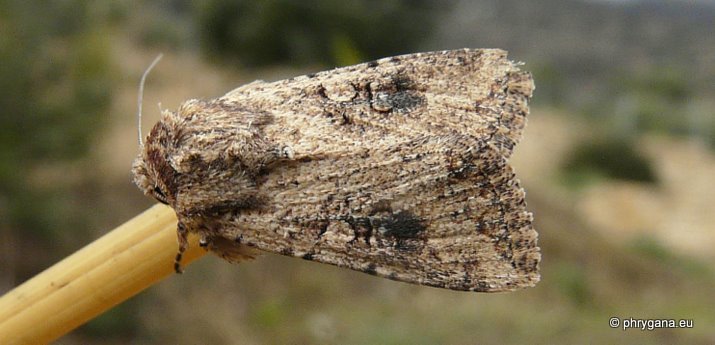 Mythimna (Morphopoliana) languida (Walker 1858)